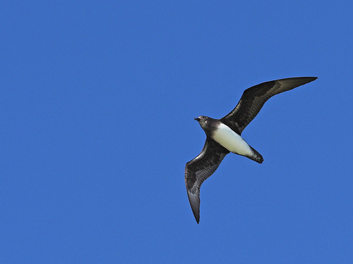 Phoenix Petrel (Pterodroma alba), photo 4