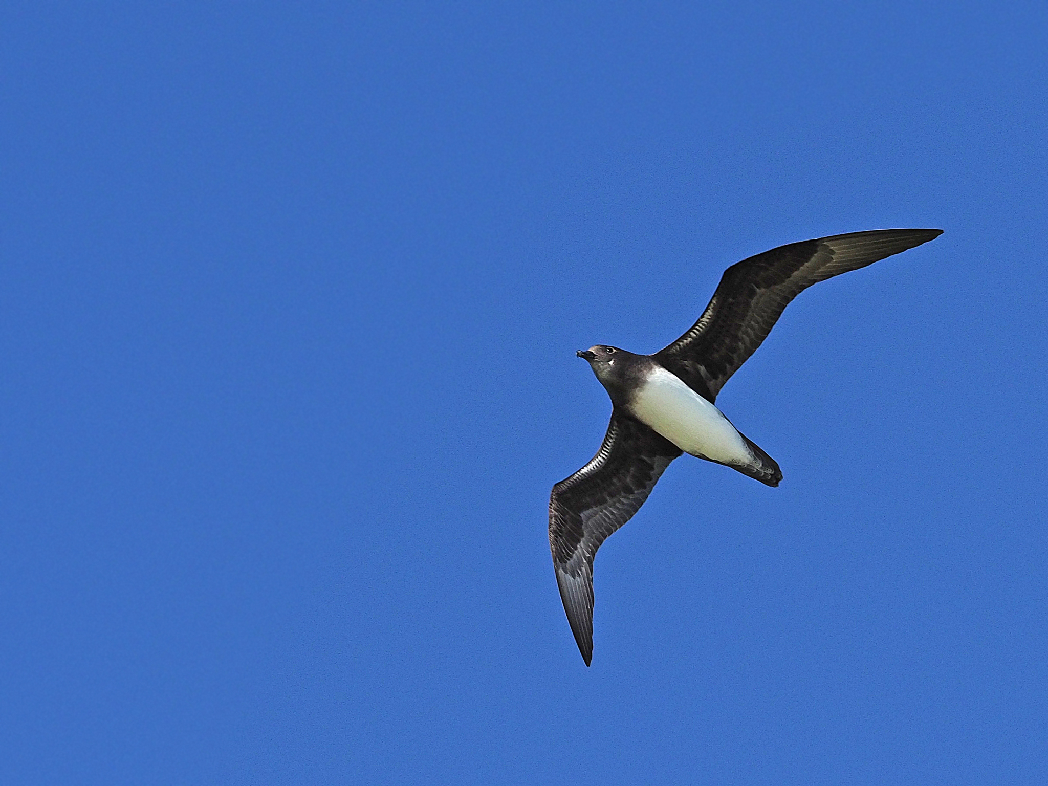 Phoenix Petrel (Pterodroma alba), photo 4