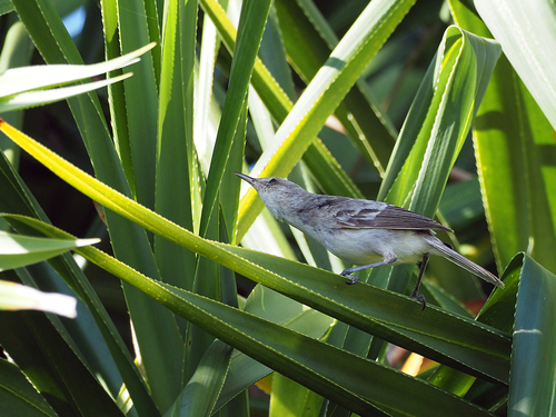 Henderson Reed Warbler (Acrocephalus taiti), photo 4