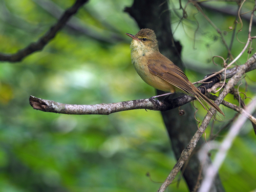 Cook Reed Warbler (Acrocephalus kerearako), photo 5