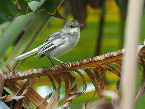 Pitcairn Reed Warbler (Acrocephalus vaughani), photo 4