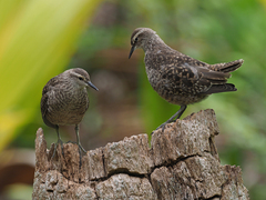 Tuamotu Sandpiper photo 3