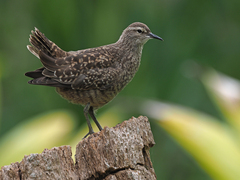 Tuamotu Sandpiper photo 2