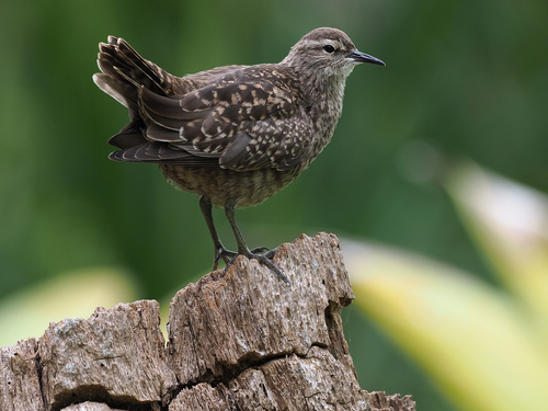 Tuamotu Sandpiper (Prosobonia parvirostris), photo 5