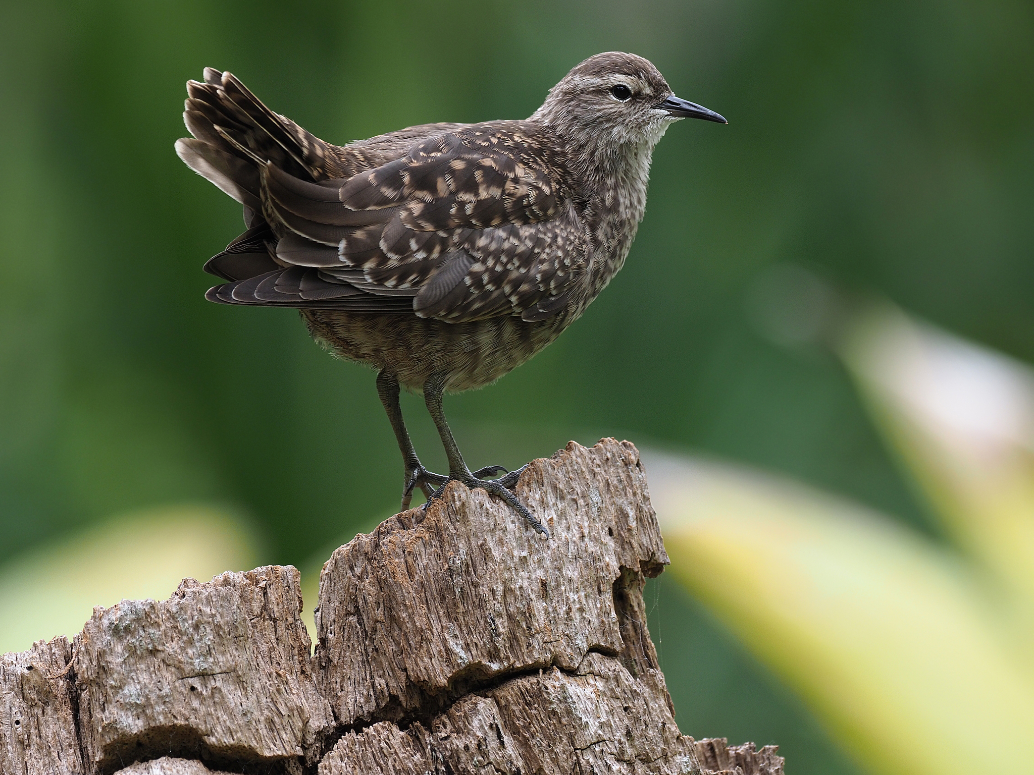 Tuamotu Sandpiper (Prosobonia parvirostris), photo 5