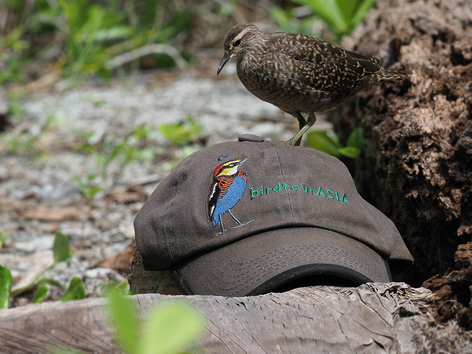 Tuamotu Sandpiper (Prosobonia parvirostris), photo 8