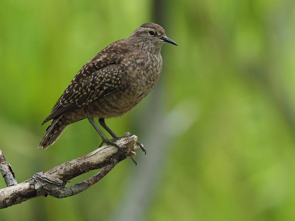 Tuamotu Sandpiper