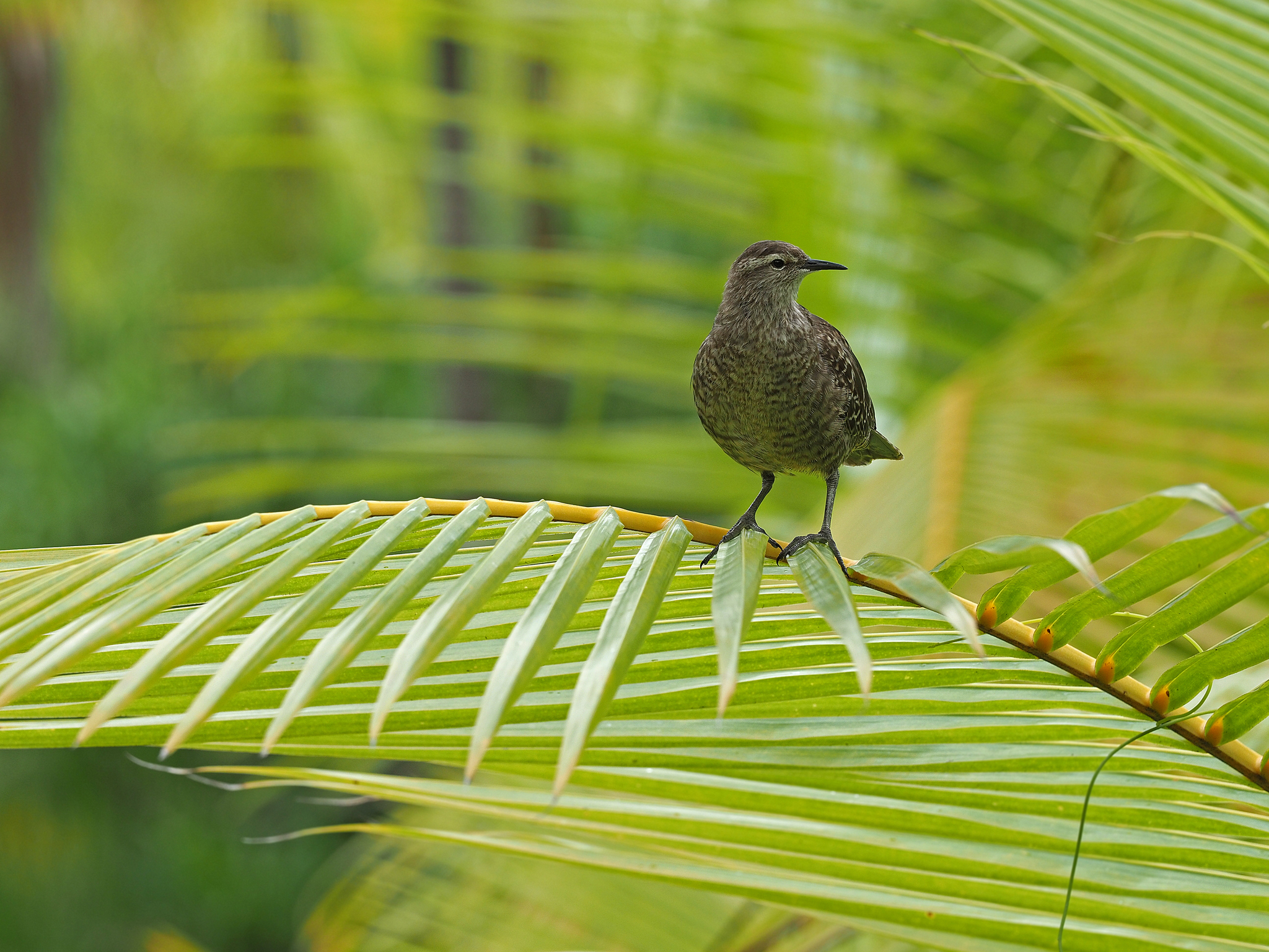 Tuamotu Sandpiper (Prosobonia parvirostris), photo 6
