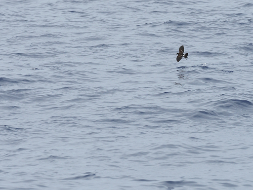 Polynesian Storm Petrel (Nesofregetta fuliginosa), photo 2