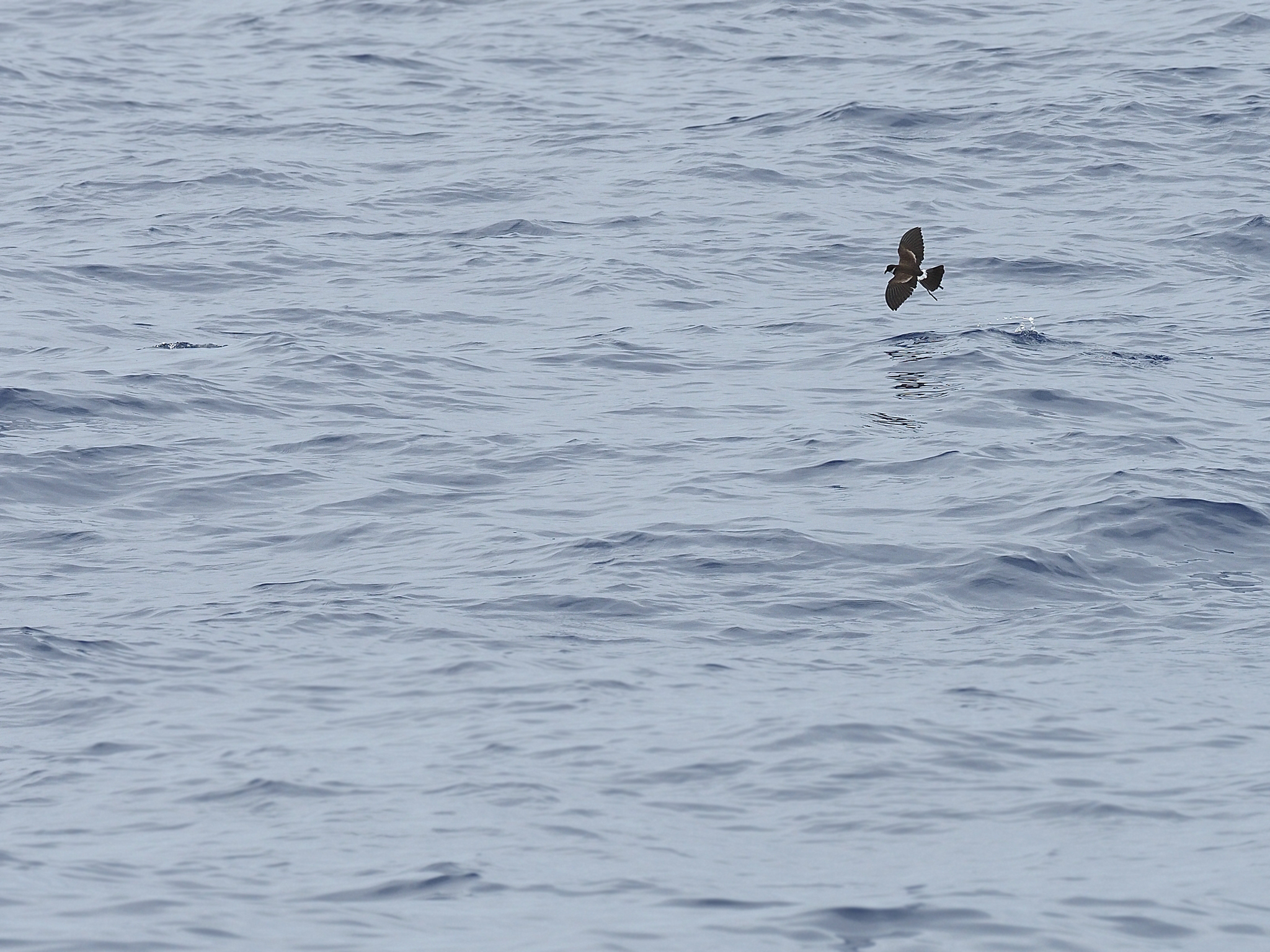 Polynesian Storm Petrel (Nesofregetta fuliginosa), photo 1