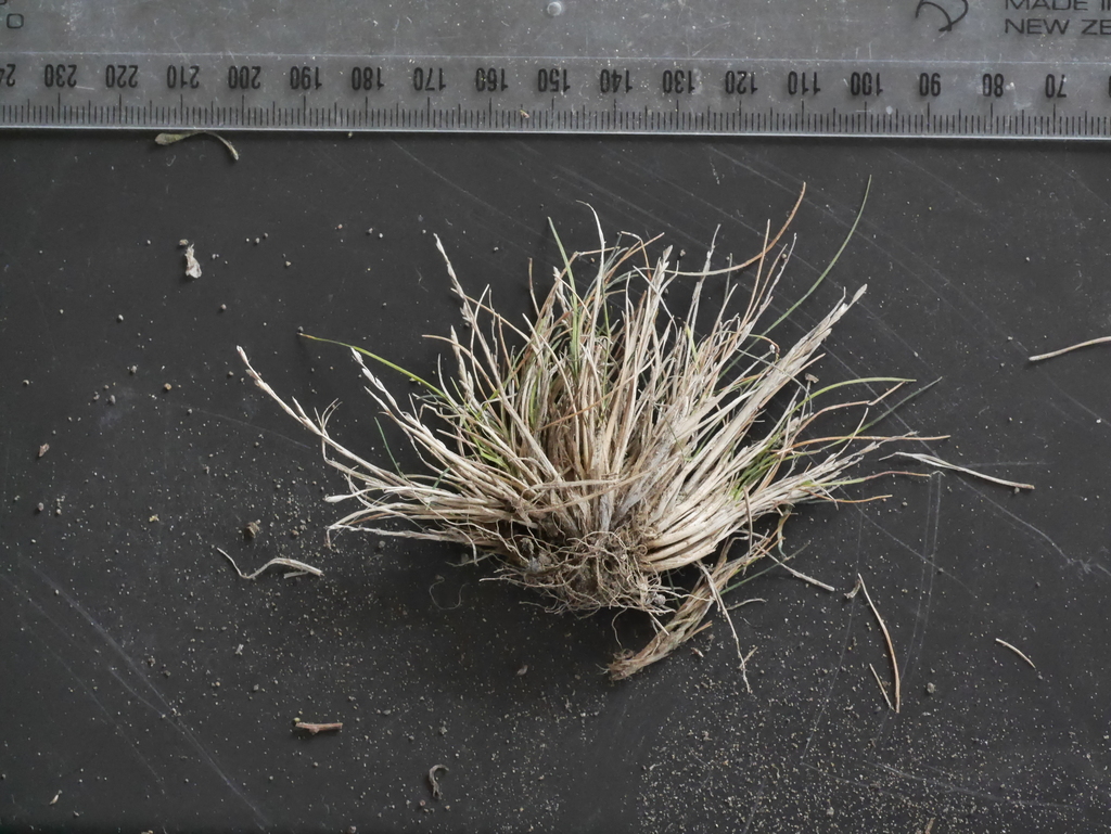 Festuca rastrera