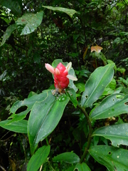 Costus sprucei