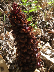 Kopsiopsis strobilacea