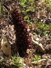 Kopsiopsis strobilacea