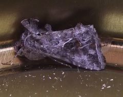 Ctenoplusia accentifera