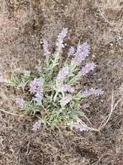 Penstemon acuminatus acuminatus