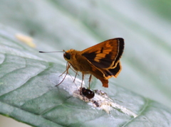 Oriens goloides