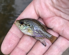 Enneacanthus gloriosus