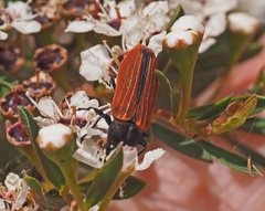 Castiarina erythroptera
