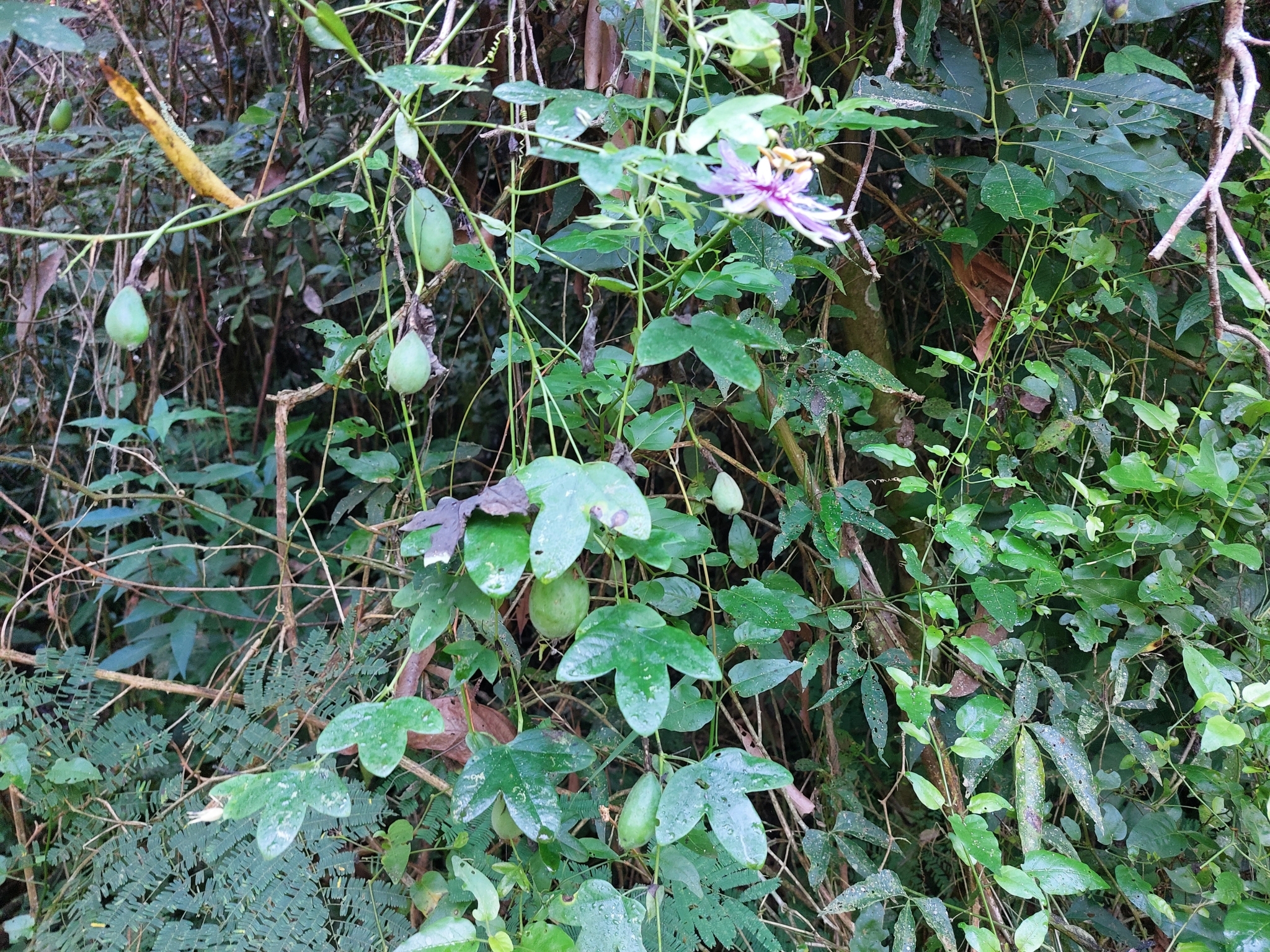Passiflora amethystina
