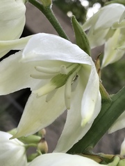 Tegeticula yuccasella