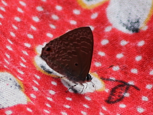 Pointed Ciliate Blue