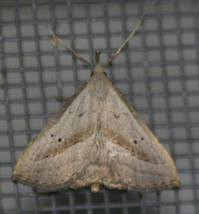 Macrochilo hypocritalis