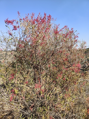 Usambara Dock (Rumex usambarensis)