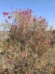 (c) Stefan Wolmarans, some rights reserved (CC BY) Rumex usambarensis, photograph (c) Stefan Wolmarans, some rights reserved (CC BY)