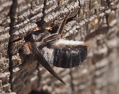 Megachile lucidiventris