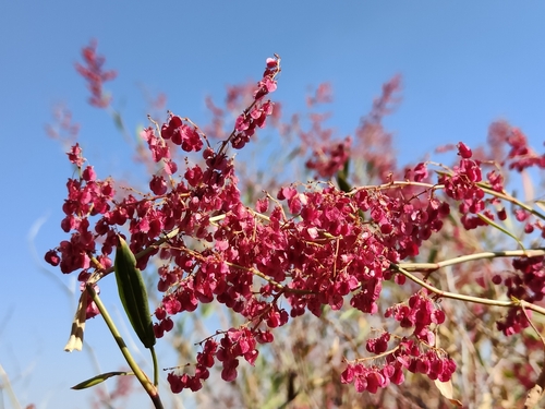 Rumex usambarensis, photograph 4