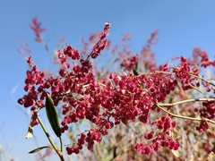 (c) Stefan Wolmarans, some rights reserved (CC BY) Rumex usambarensis, photograph (c) Stefan Wolmarans, some rights reserved (CC BY)