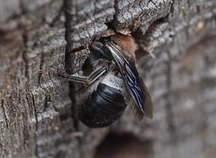 Megachile lucidiventris