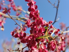 (c) Stefan Wolmarans, some rights reserved (CC BY) Rumex usambarensis, photograph (c) Stefan Wolmarans, some rights reserved (CC BY)
