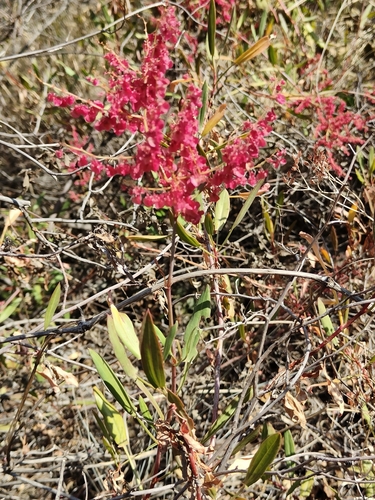 Rumex usambarensis, photograph 6