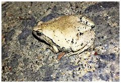 Guangdong Rice Frog photo 2