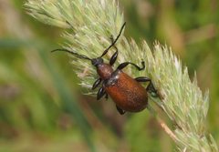 Ecnolagria rufescens