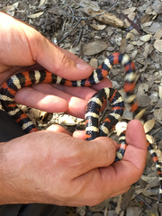 Lampropeltis zonata