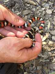 Lampropeltis zonata