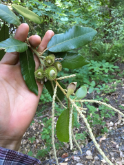 Notholithocarpus densiflorus densiflorus