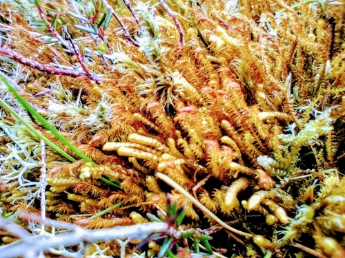 Image of Bazzania tricrenata by no rights reserved