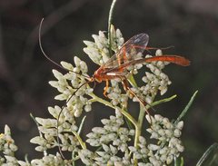 Dicamptus fuscicornis