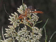 Dicamptus fuscicornis
