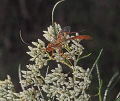 Dicamptus fuscicornis