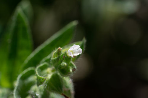 Nonea echioides, photograph 1