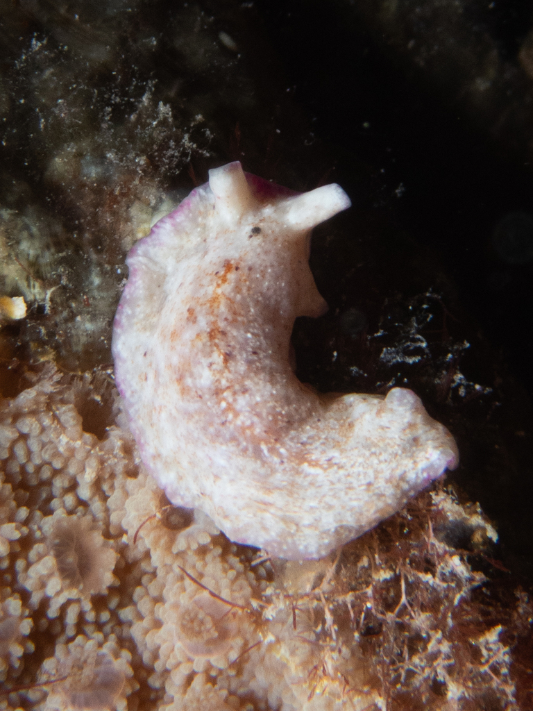 Pseudoceros goslineri