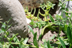 Nonea echioides, photograph (c) Eleftherios Katsillis, some rights reserved (CC BY)