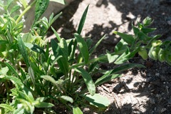 Nonea echioides, photograph (c) Eleftherios Katsillis, some rights reserved (CC BY)