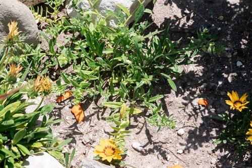 Nonea echioides, photograph 4