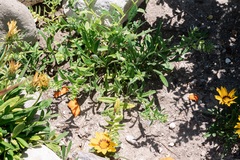 Nonea echioides, photograph (c) Eleftherios Katsillis, some rights reserved (CC BY)